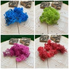 Renkli Norveç Yosunları 3 gr moss yeşil