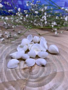Beyaz Küçük Deniz  Kabuğu 25 Gr Paket