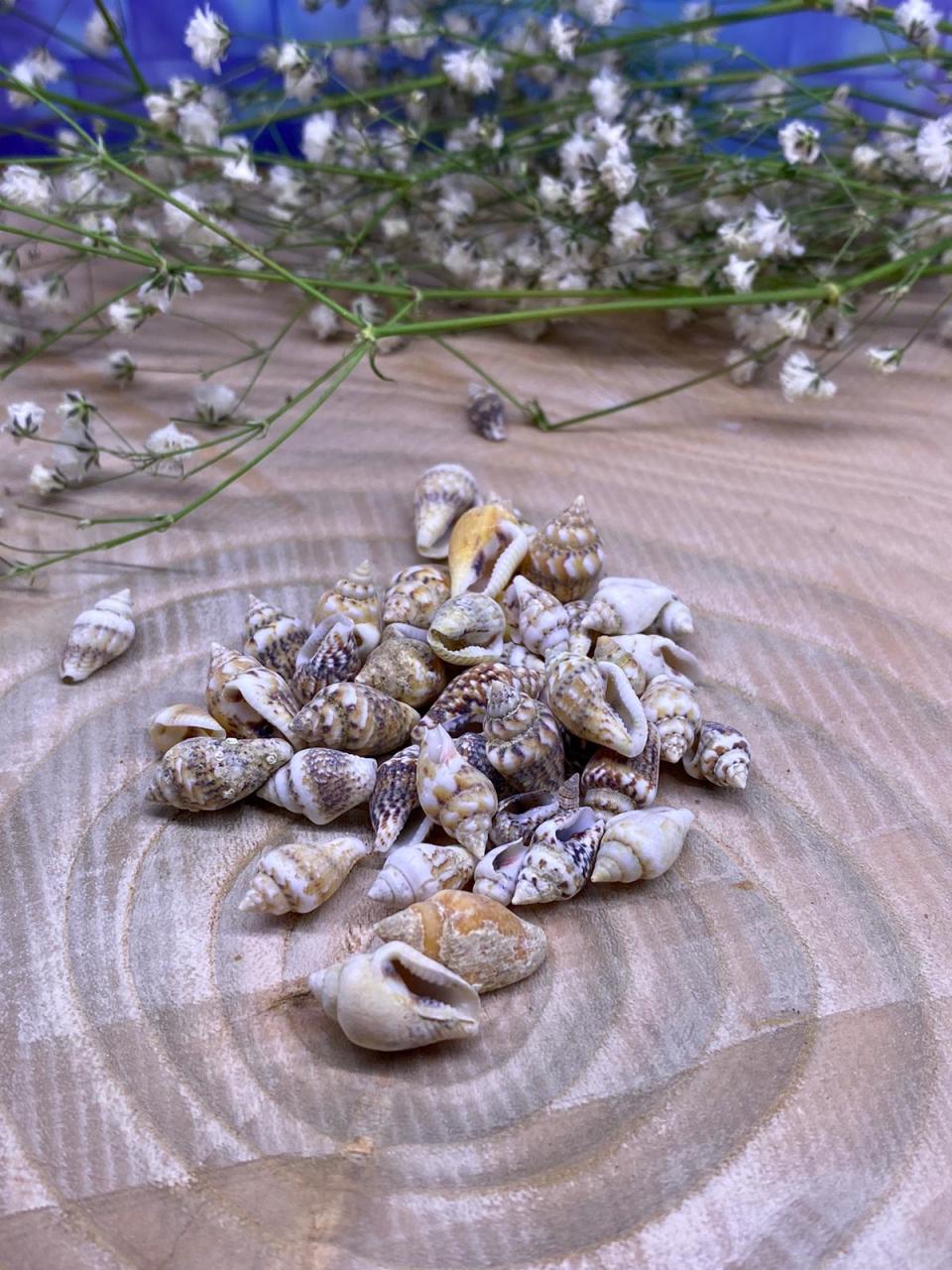 Deniz Kabuğu 25 gr