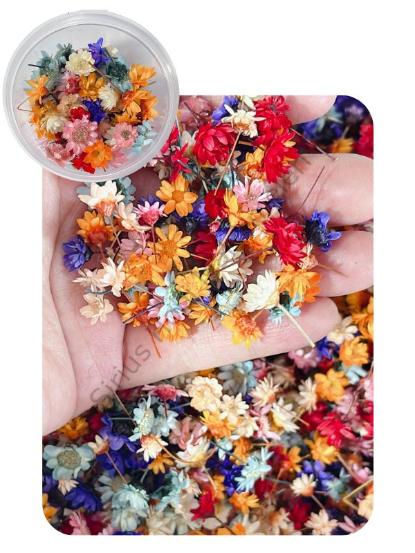 Minik Beyaz Brezilya Papatyaları 1 Gr Kutulu